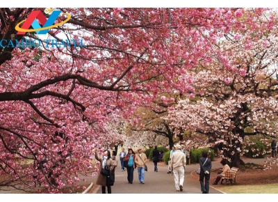 Immerse yourself in the beauty of the Northwest cherry blossom season